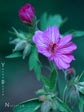 Geranium viscosissimum