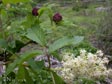 Sambucus racemosa ssp. racemosa