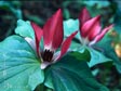 Trillium chloropetalum