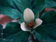 Trillium chloropetalum