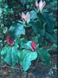 Trillium chloropetalum