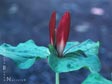 Trillium chloropetalum