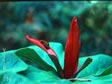 Trillium chloropetalum