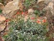 Epilobium septentrionalis 'Select Mattole'