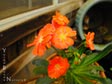 Lewisia cotyledon