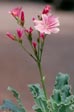 Lewisia cotyledon