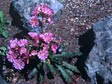 Lewisia cotyledon