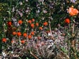 Castilleja foliosa