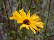 Encelia californica