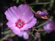 Clarkia rubicunda