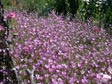 Clarkia rubicunda