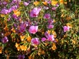 Clarkia rubicunda