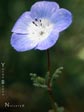 Nemophila menziesii