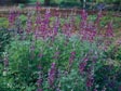 Lupinus succulentus