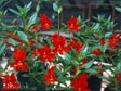 Mimulus 'Valentine'