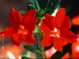 Mimulus 'Valentine'