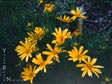 Coreopsis gigantea