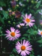 Aster ascendens