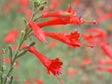 Epilobium canum - (Zausch.)