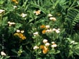 Tanacetum camphoratum