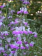 Collinsia heterophylla