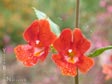 Mimulus hybrids - Vivid Strain