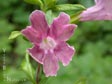 Mimulus hybrids - Vivid Strain