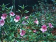 Mimulus hybrids - Vivid Strain