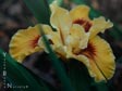 Iris 'Wildtime'