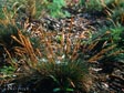 Deschampsia cespitosa ssp. holciformis