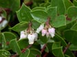 Arctostaphylos cruzensis