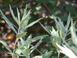 Artemesia douglasiana