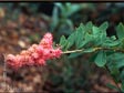 Spirea douglasii