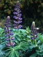 Lupinus polyphyllus