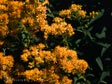 Solidago canadensis