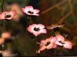 Gilia tricolor