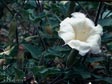 Datura wrightii