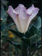 Datura wrightii