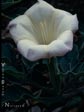 Datura wrightii