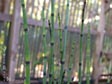 Equisetum hyemale