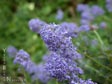 Ceanothus 'Tilden Park'