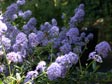 Ceanothus 'Tilden Park'