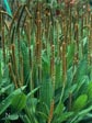 Plantago maritima