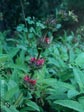 Salvia spathacea 'Powerline Pink'