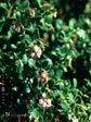 Arctostaphylos edmundsii var. parvifolia