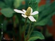 Anemopsis californica