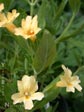 Mimulus longiflorus ssp. calycinus