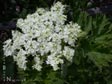 Heracleum lanatum