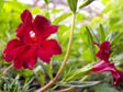 Mimulus 'Jack'