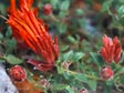 Monardella macrantha